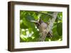 Crested Owl (Lophostrix Cristata) Lowland Rainforests Near Cristalino Jungle Lodge-Nick Garbutt-Framed Photographic Print