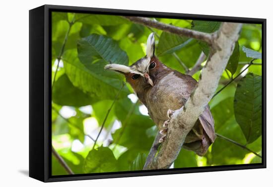 Crested Owl (Lophostrix Cristata) Lowland Rainforests Near Cristalino Jungle Lodge-Nick Garbutt-Framed Stretched Canvas