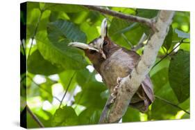 Crested Owl (Lophostrix Cristata) Lowland Rainforests Near Cristalino Jungle Lodge-Nick Garbutt-Stretched Canvas