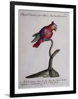 Crested Parakeet or Parrot of Mexico (Psittacus Psittacula Mexicana Cristata)-null-Framed Giclee Print