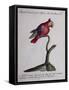 Crested Parakeet or Parrot of Mexico (Psittacus Psittacula Mexicana Cristata)-null-Framed Stretched Canvas