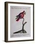 Crested Parakeet or Parrot of Mexico (Psittacus Psittacula Mexicana Cristata)-null-Framed Giclee Print