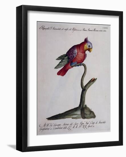 Crested Parakeet or Parrot of Mexico (Psittacus Psittacula Mexicana Cristata)-null-Framed Giclee Print