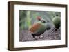 Crested partridge (Rollulus rouloul) female. Captive in  UK.-Robin Chittenden-Framed Photographic Print