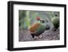 Crested partridge (Rollulus rouloul) female. Captive in  UK.-Robin Chittenden-Framed Photographic Print