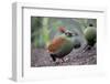 Crested partridge (Rollulus rouloul) female. Captive in  UK.-Robin Chittenden-Framed Photographic Print