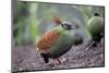 Crested partridge (Rollulus rouloul) female. Captive in  UK.-Robin Chittenden-Mounted Photographic Print