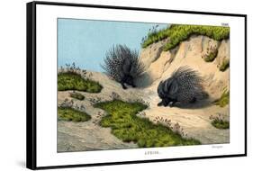 Crested Porcupine, 1860-null-Framed Stretched Canvas