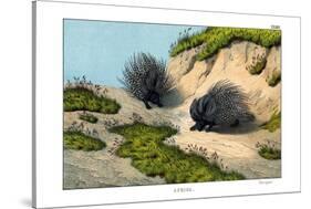 Crested Porcupine, 1860-null-Stretched Canvas