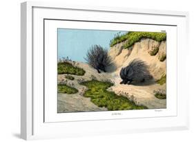 Crested Porcupine, 1860-null-Framed Giclee Print