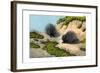 Crested Porcupine, 1860-null-Framed Giclee Print