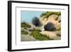 Crested Porcupine, 1860-null-Framed Giclee Print