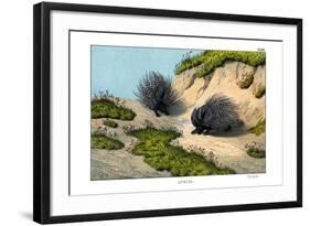 Crested Porcupine, 1860-null-Framed Giclee Print