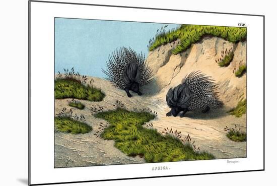 Crested Porcupine, 1860-null-Mounted Giclee Print