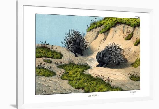 Crested Porcupine, 1860-null-Framed Giclee Print