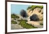 Crested Porcupine, 1860-null-Framed Giclee Print