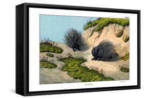 Crested Porcupine, 1860-null-Framed Stretched Canvas