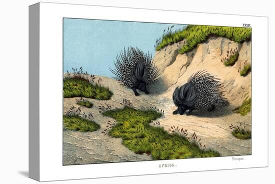Crested Porcupine, 1860-null-Stretched Canvas