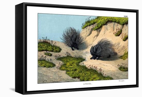 Crested Porcupine, 1860-null-Framed Stretched Canvas