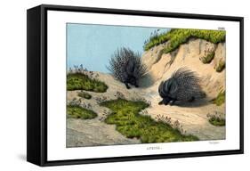 Crested Porcupine, 1860-null-Framed Stretched Canvas