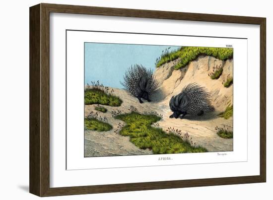 Crested Porcupine, 1860-null-Framed Giclee Print