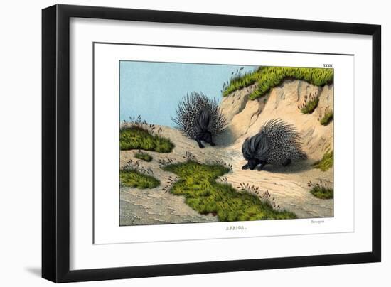 Crested Porcupine, 1860-null-Framed Giclee Print