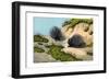 Crested Porcupine, 1860-null-Framed Giclee Print