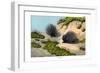 Crested Porcupine, 1860-null-Framed Giclee Print