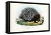 Crested Porcupine, 1863-79-Raimundo Petraroja-Framed Stretched Canvas