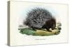 Crested Porcupine, 1863-79-Raimundo Petraroja-Stretched Canvas