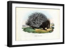 Crested Porcupine, 1863-79-Raimundo Petraroja-Framed Giclee Print