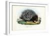 Crested Porcupine, 1863-79-Raimundo Petraroja-Framed Giclee Print