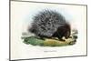 Crested Porcupine, 1863-79-Raimundo Petraroja-Mounted Giclee Print