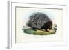 Crested Porcupine, 1863-79-Raimundo Petraroja-Framed Giclee Print