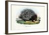 Crested Porcupine, 1863-79-Raimundo Petraroja-Framed Giclee Print