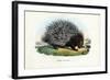 Crested Porcupine, 1863-79-Raimundo Petraroja-Framed Giclee Print