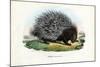 Crested Porcupine, 1863-79-Raimundo Petraroja-Mounted Giclee Print