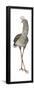 Crested Seriema (Cariama Cristata), Birds-Encyclopaedia Britannica-Framed Poster