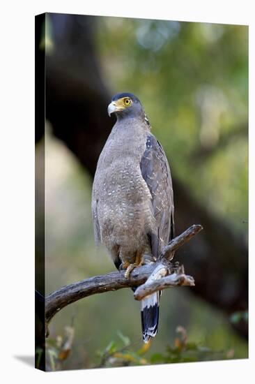 Crested Serpent-Eagle (Spilornis Cheela), Bandhavgarh National Park, Madhya Pradesh, India, Asia-Kim Sullivan-Stretched Canvas