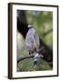 Crested Serpent-Eagle (Spilornis Cheela), Bandhavgarh National Park, Madhya Pradesh, India, Asia-Kim Sullivan-Framed Photographic Print