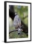 Crested Serpent-Eagle (Spilornis Cheela), Bandhavgarh National Park, Madhya Pradesh, India, Asia-Kim Sullivan-Framed Photographic Print