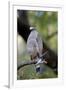 Crested Serpent-Eagle (Spilornis Cheela), Bandhavgarh National Park, Madhya Pradesh, India, Asia-Kim Sullivan-Framed Photographic Print