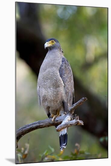 Crested Serpent-Eagle (Spilornis Cheela), Bandhavgarh National Park, Madhya Pradesh, India, Asia-Kim Sullivan-Mounted Photographic Print