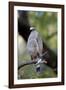 Crested Serpent-Eagle (Spilornis Cheela), Bandhavgarh National Park, Madhya Pradesh, India, Asia-Kim Sullivan-Framed Photographic Print