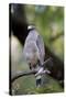 Crested Serpent-Eagle (Spilornis Cheela), Bandhavgarh National Park, Madhya Pradesh, India, Asia-Kim Sullivan-Stretched Canvas