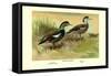 Crested Sheldrake Ducks-S. Kobayashi-Framed Stretched Canvas