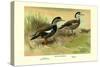 Crested Sheldrake Ducks-S. Kobayashi-Stretched Canvas