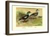 Crested Sheldrake Ducks-S. Kobayashi-Framed Art Print