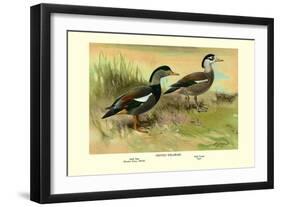 Crested Sheldrake Ducks-S. Kobayashi-Framed Art Print