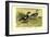 Crested Sheldrake Ducks-S. Kobayashi-Framed Art Print